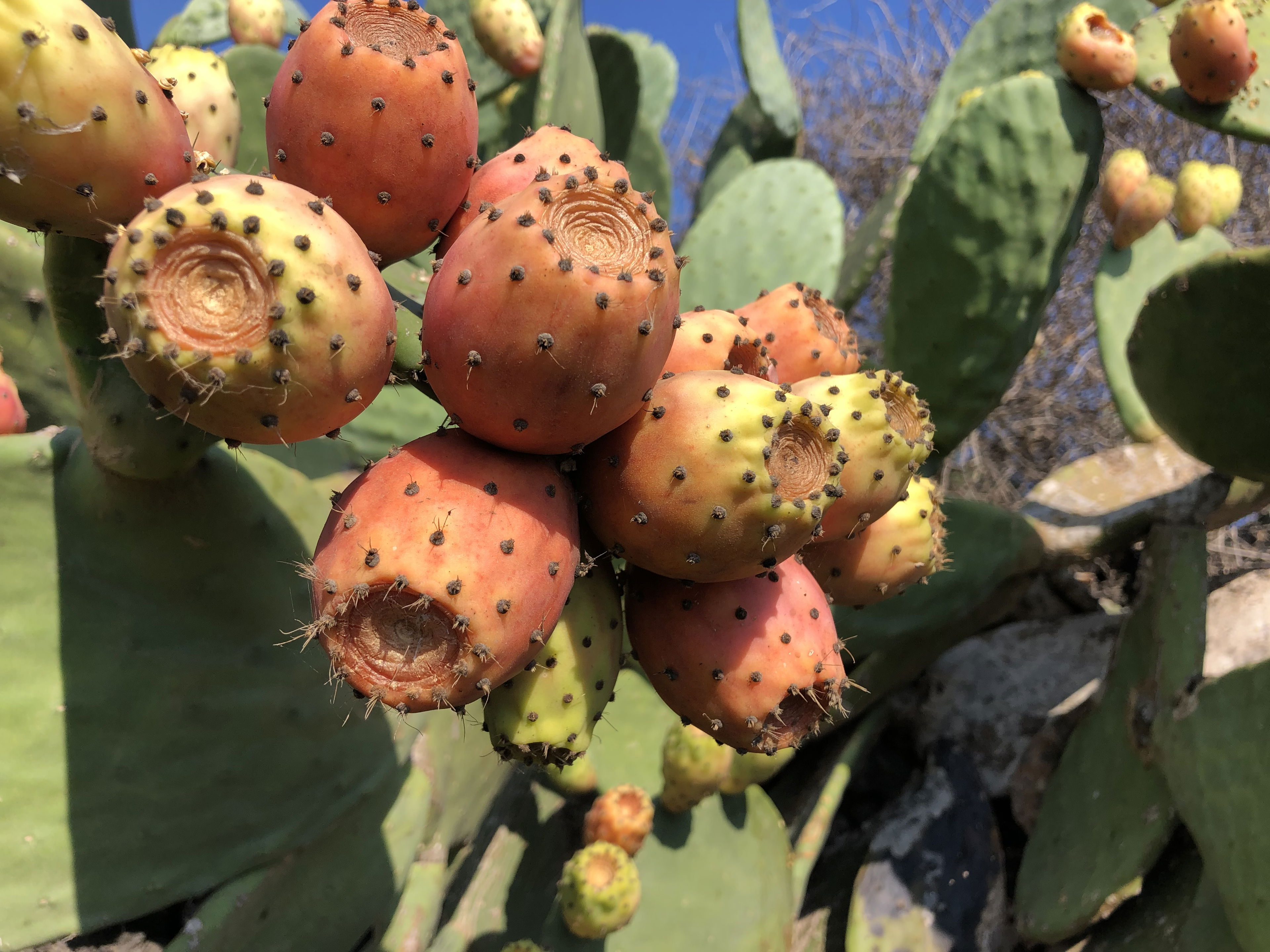 Punch del Fico D'India