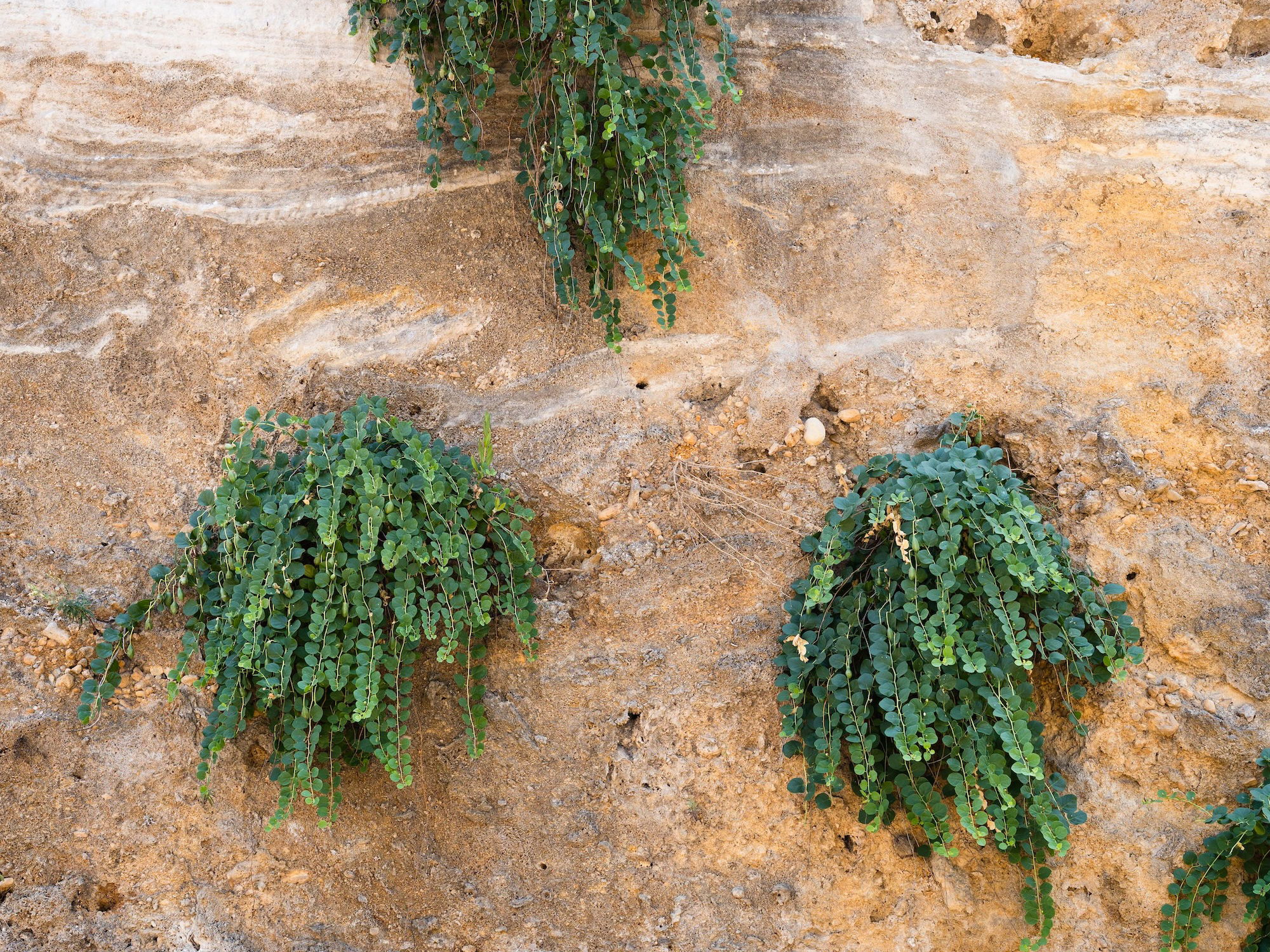 Foglie di Cappero Salate