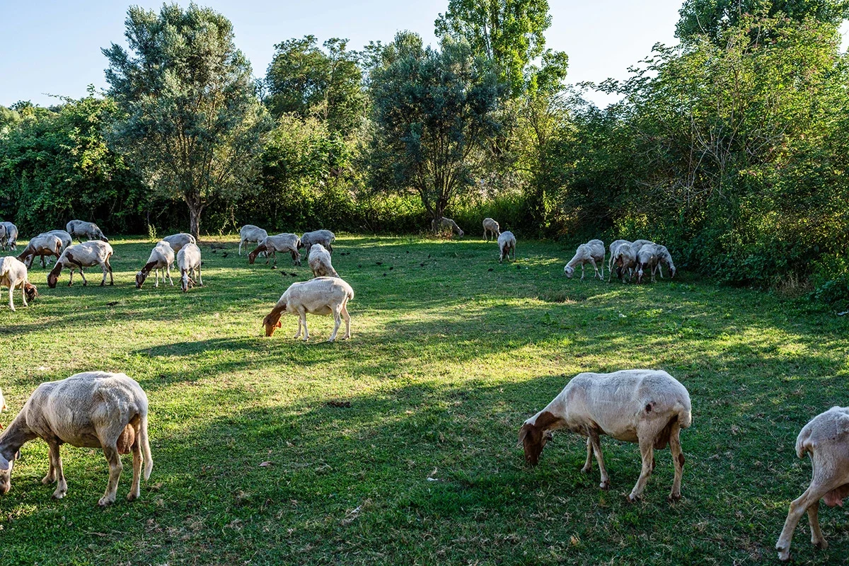 Abbacchio alla Romana