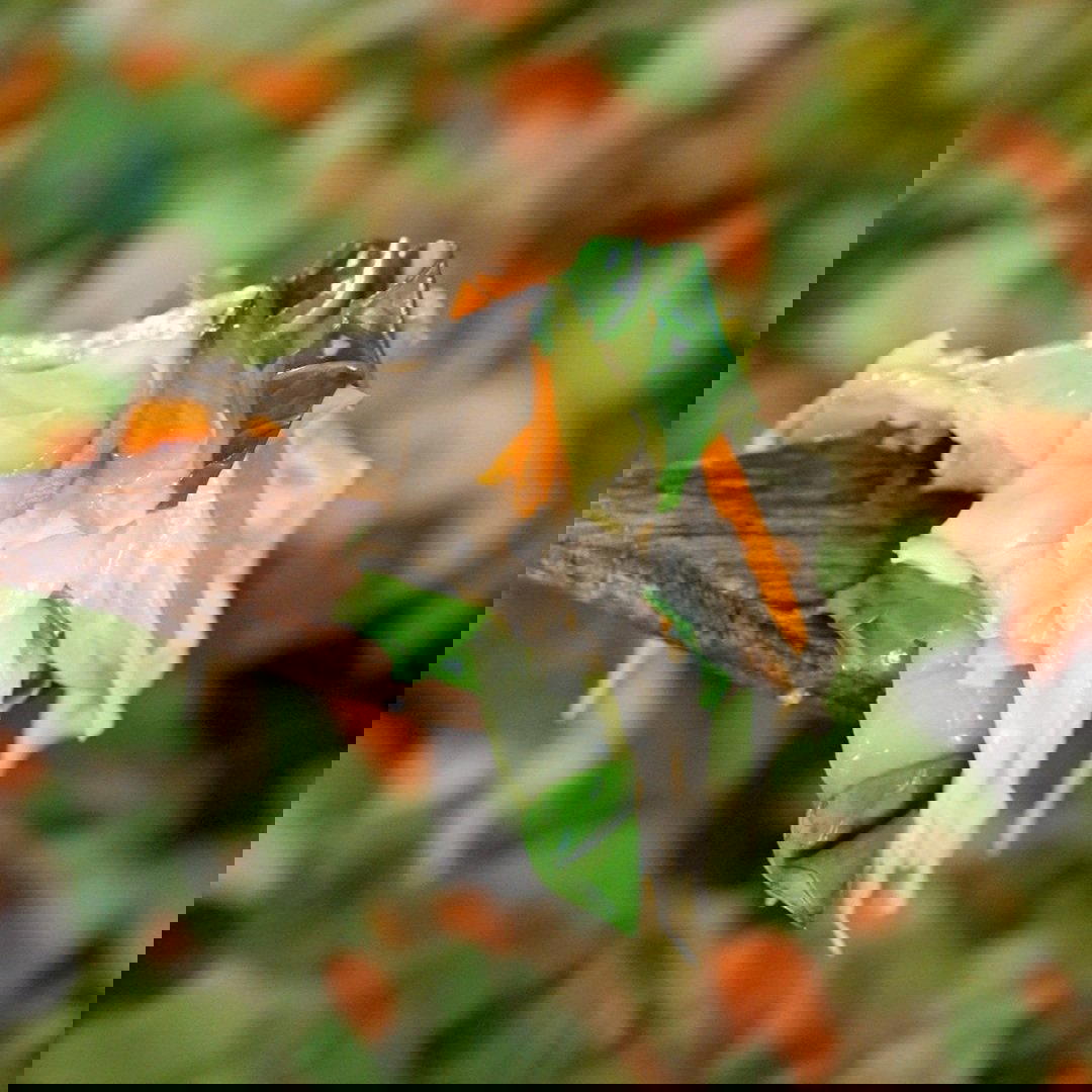 Tofu Skin Stir Fry Recipe