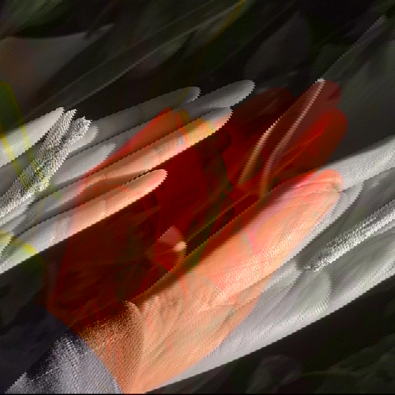 American Ginseng Tea