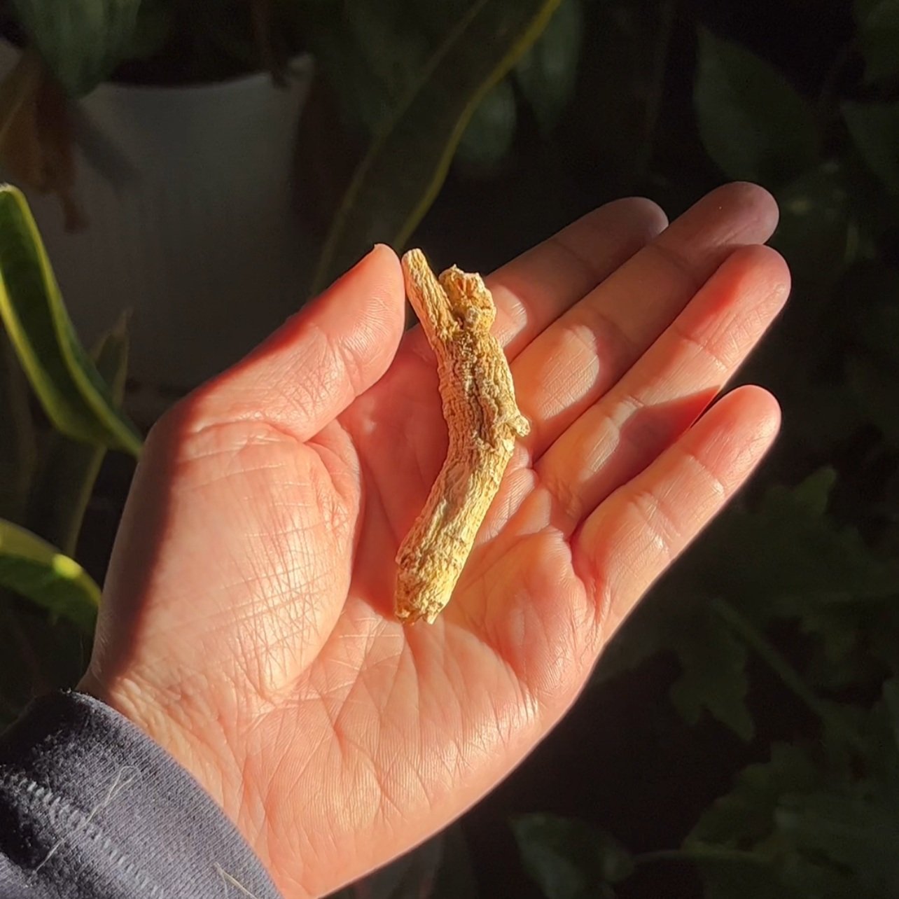 American Ginseng Tea