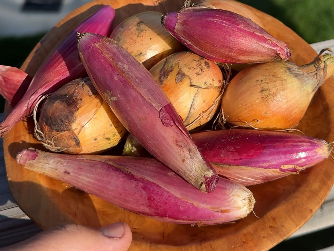 Grilled Onions with Vegemite Glaze