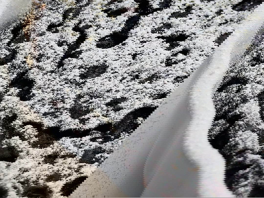 Wild Blueberry Clafoutis